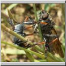 Pamponerus germanicus - Alabasterfliege w02 mit Blatthornkaefer-Hoplia.jpg